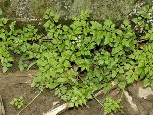 【小森林】土豆水芹沙拉（认识水芹）