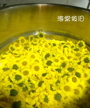 自制菊花茶（新鲜菊花）