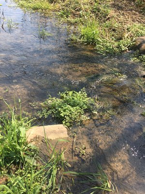 【小森林】土豆水芹沙拉（认识水芹）